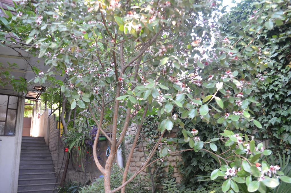 Alex'S Cosy Guesthouse Tbilisi Eksteriør bilde